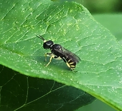 Ectemnius lapidarius