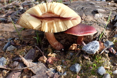 Gymnopilus purpuratus