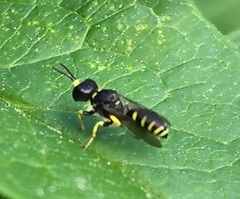 Ectemnius lapidarius