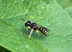 Ectemnius lapidarius