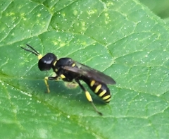 Ectemnius lapidarius