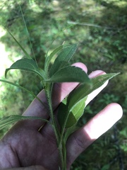 Rudbeckia terranigrae