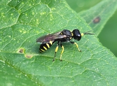 Ectemnius lapidarius