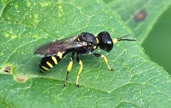 Ectemnius lapidarius