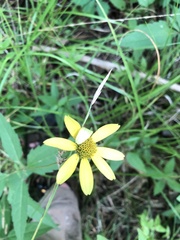 Heliopsis gracilis