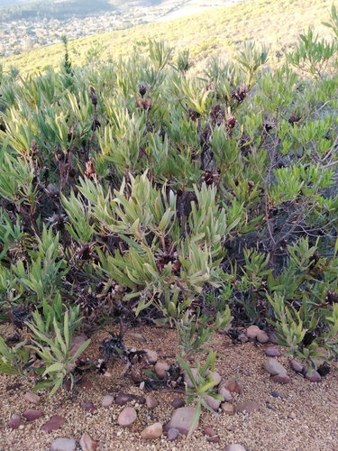 Image of Protea burchellii by (c) James Rodger, some rights reserved (CC BY)