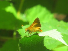 Ochlodes agricola