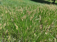 Carex pediformis macroura