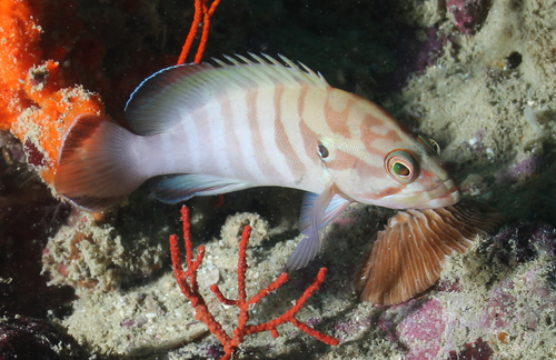 Chocolate Grouper