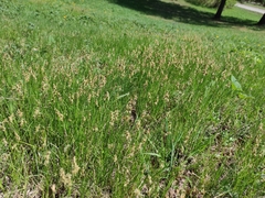 Carex pediformis macroura