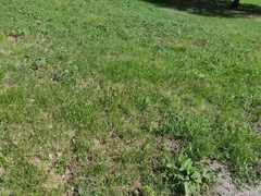 Carex pediformis macroura