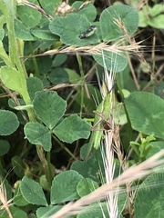 Atractomorpha sinensis sinensis
