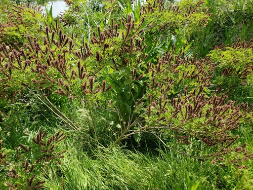 Amorpha fruticosa