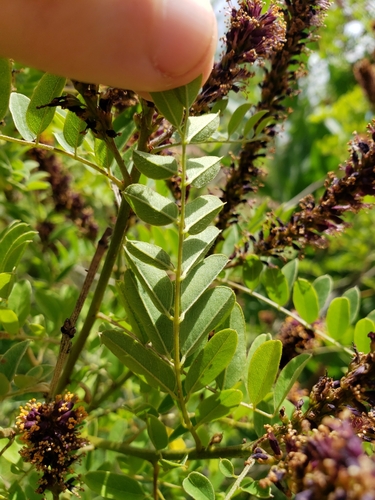 Amorpha fruticosa