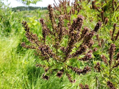 Amorpha fruticosa