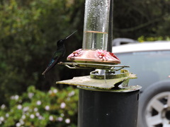 Coeligena helianthea