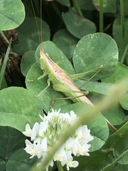 Conocephalus chinensis