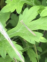 Tenodera sinensis
