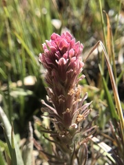 Castilleja pilosa