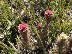 Castilleja pilosa