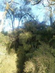 Pittosporum obcordatum