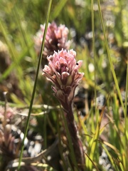 Castilleja pilosa