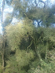 Pittosporum obcordatum