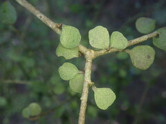 Pittosporum obcordatum