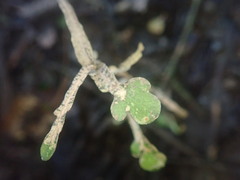 Pittosporum obcordatum