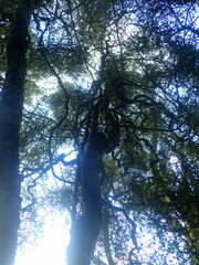Pittosporum obcordatum