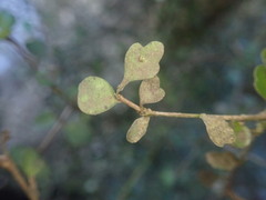 Pittosporum obcordatum