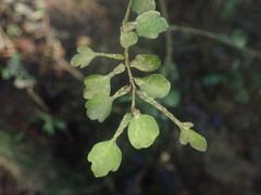 Pittosporum obcordatum
