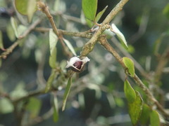 Pittosporum obcordatum
