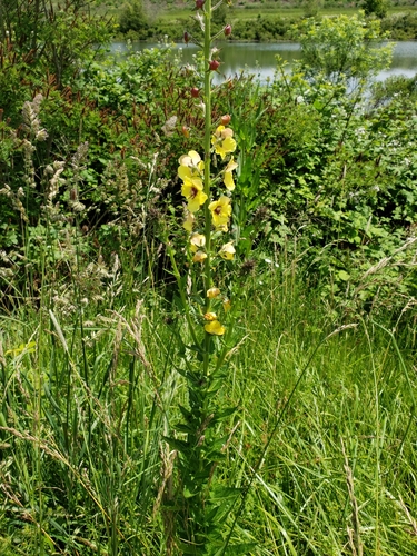 Moth mullein (Verbascum blattaria)