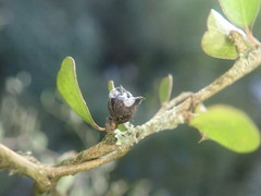 Pittosporum obcordatum