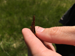 Euphydryas intermedia