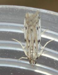 Phycitodes binaevella