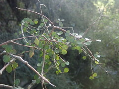 Pittosporum obcordatum