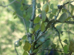 Pittosporum obcordatum