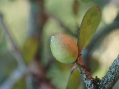 Pittosporum obcordatum