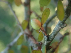 Pittosporum obcordatum