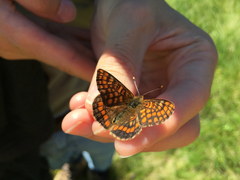 Euphydryas intermedia