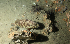 Epinephelus erythrurus