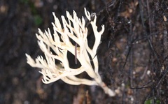 Phaeoclavulina ochracea