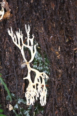 Phaeoclavulina ochracea