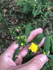 John Kees, CC0, iNaturalist via GBIF Hypericum frondosum, photograph John Kees, CC0, iNaturalist via GBIF