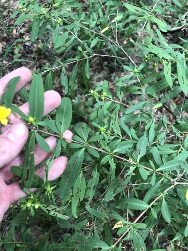 Hypericum frondosum, photograph 3