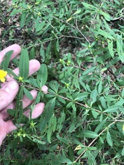 John Kees, CC0, iNaturalist via GBIF Hypericum frondosum, photograph John Kees, CC0, iNaturalist via GBIF