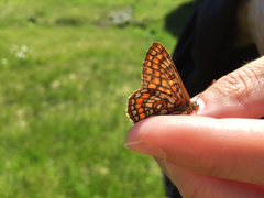 Euphydryas intermedia