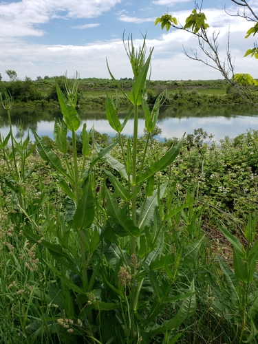 Dipsacus fullonum